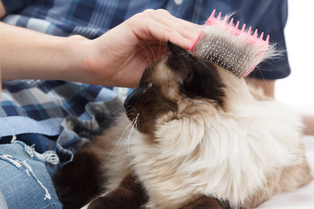 梳绒猫手梳理.以巴厘照顾家养宠物照片