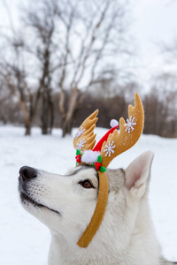 纯种狗在冬天的白色雪上沙哑, 头上有角。新年, 圣诞节
