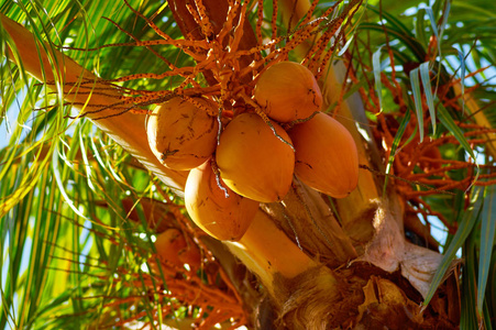 成熟的椰子堆成一堆树下图片