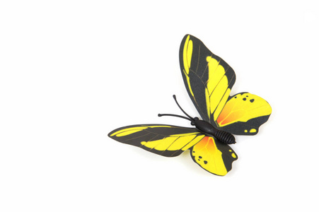 白色背景下的蝴蝶蝶图片