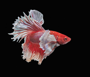 五颜六色的鱼打暹罗, 五颜六色的尾巴, 突出的动作, 良好的姿态照片