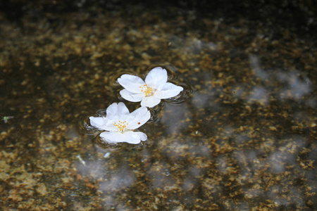樱花落在南禅寺寺的护城河里图片