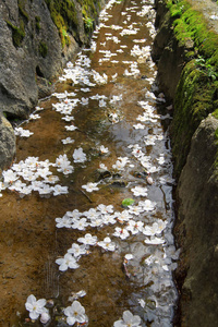 樱花落在南禅寺寺的护城河里图片