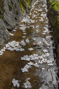 樱花落在南禅寺寺的护城河里图片