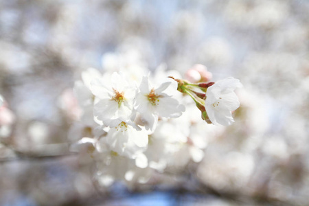 京都哲学家之路樱花盛开