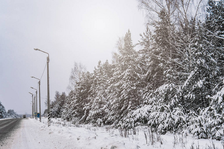 穿过森林的冬日小路。雪中的树