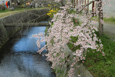 京都哲学家路径上的樱花