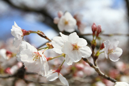 京都哲学家之路樱花盛开