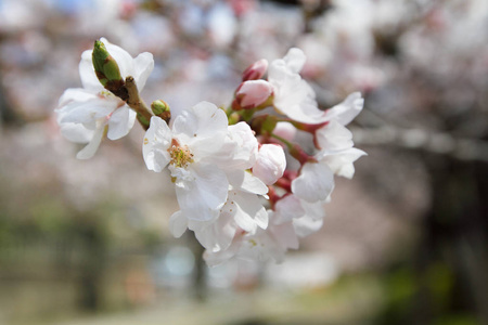 京都哲学家之路樱花盛开