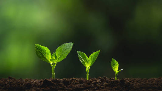 植物自然树绿色背景苗的性质照片