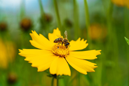 金鸡.蜜蜂在黄花上采集花蜜, 柔和的焦点
