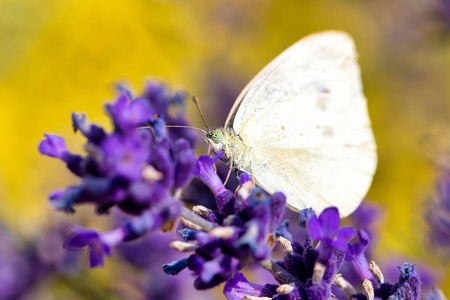 小白菜白色蝴蝶在紫罗兰色薰衣草, 夏天概念