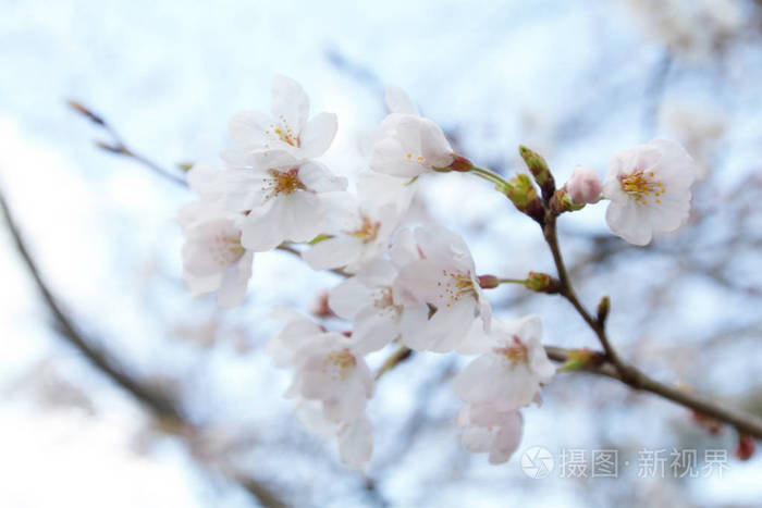 京都哲学家路径上的樱花