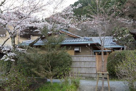 京都哲学家之路樱花盛开