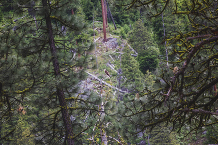 野生鱼鹰 猛禽 栖息在一个偏远森林荒野的树顶上。美国爱达荷州 Featherville 附近的锯齿状国家森林