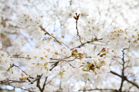 京都哲学家之路樱花盛开