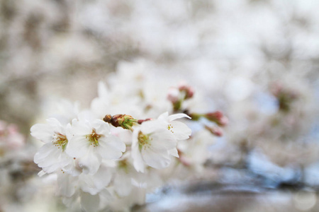 京都哲学家之路樱花盛开