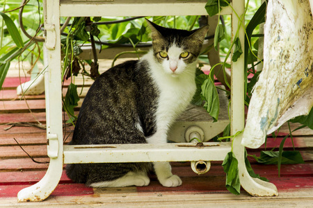 猫坐在一张白色的椅子下.照片