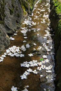 樱花落在南禅寺寺的护城河里