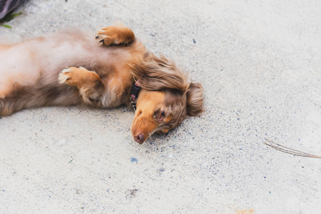 长毛斑纹猎犬用爪子躺在地上。狗有多种褐色毛皮的色调