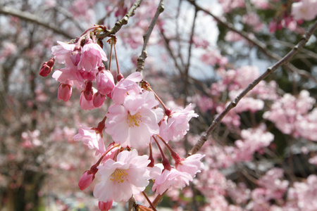 京都哲学家之路中的粉色樱花