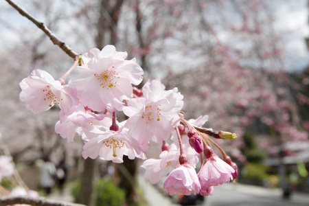 京都哲学家之路中的粉色樱花