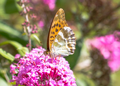 银洗川贝或 Argynnis 巴非蛤坐在粉红色的花朵上