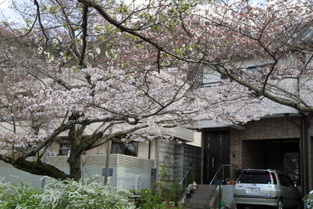 京都哲学家之路樱花盛开图片