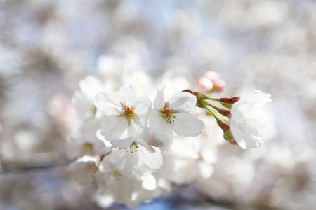 京都哲学家之路樱花盛开