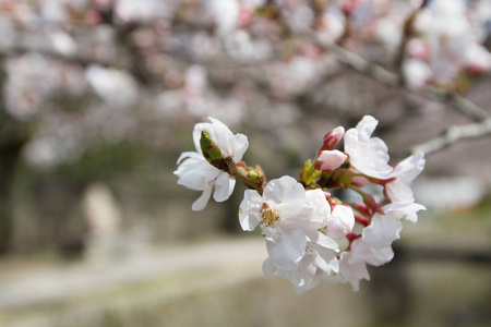 京都哲学家之路樱花盛开