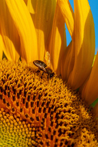 蜂蜜蜂在向日葵, 接近