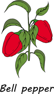 红辣椒分公司.手绘插图被隔离在白色背景上照片