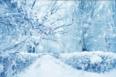 冬天下雪的样子图片