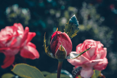 花园里一朵孤玫瑰的粉红色花蕾