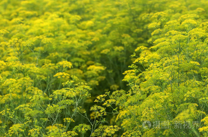 小茴香花在麦田地里ouddoor照片 正版商用图片0uptpv 摄图新视界