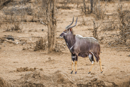 南非克鲁格国家公园的尼亚拉牛科 Tragelaphus angasii 家族的钱币