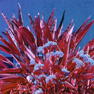热带花卉。加那利群岛