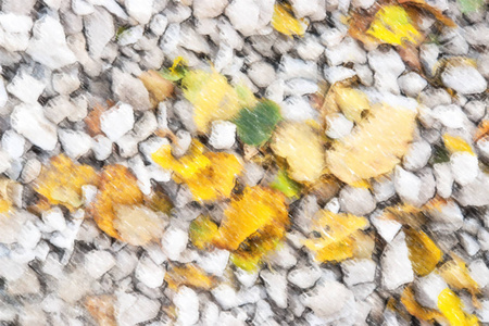 白岩背景下的黄秋叶插图