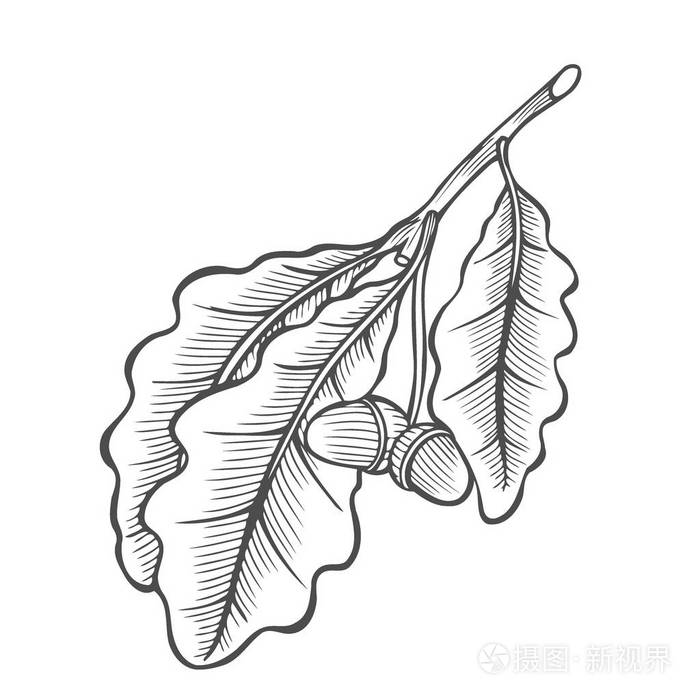 在白色背景下被隔绝的高度详细的手工画的橡子的矢量雕刻例证