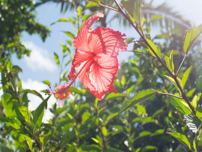 芙蓉花热带森林背景