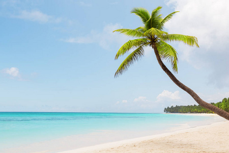 位于多米尼加共和国蓬塔纳的白色沙滩上的椰子棕榈树。假期假期背景壁纸。美丽的热带海滩景色