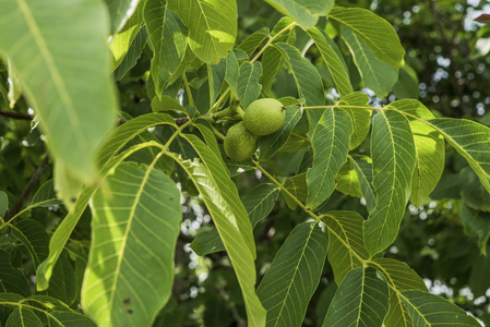 核桃果核桃树