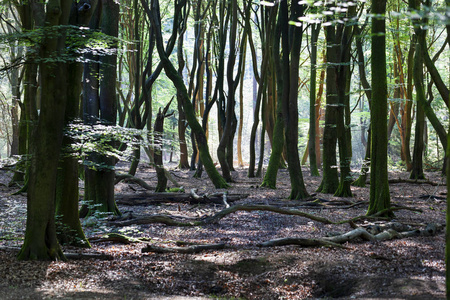 Speulderbos 或森林的舞蹈树位于荷兰的侯格维陆威