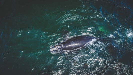 在南非靠近赫曼纽斯的 overberg 海岸上空, 一条南露脊鲸和她的小牛的鸟瞰图