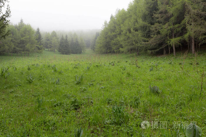 野生的, 树木繁茂的地区, 没有人的景观