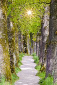 美丽的树巷与小径和太阳背光
