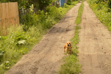 站起来的狗一只小红狗站在路上, 看起来很积极.照片