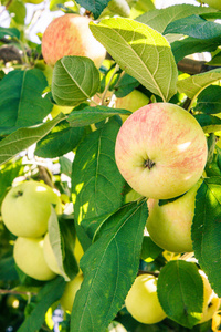 夏天, 花园里树枝上的成熟而不成熟的苹果。景深浅。聚焦在苹果附近