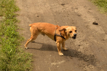 威尔士科吉狗用后腿站起来问边境牧羊犬狗站起来在阳光下一只小红狗站