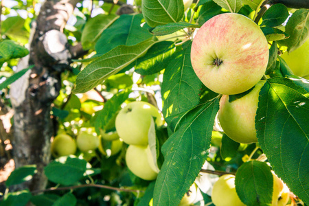 在夏日花园的树枝上, 成熟而绿色的未成熟苹果。景深浅。聚焦在苹果附近